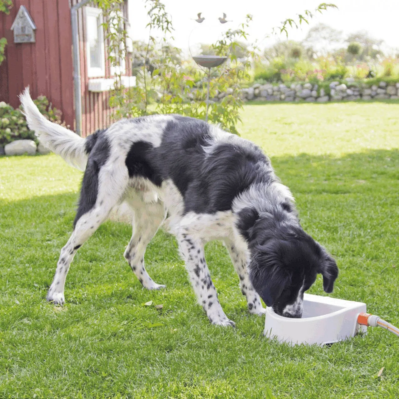 Automatic Fill - Outdoor Water Bowl